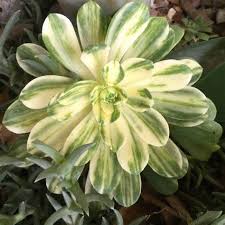 Aeonium Suncup 13cm