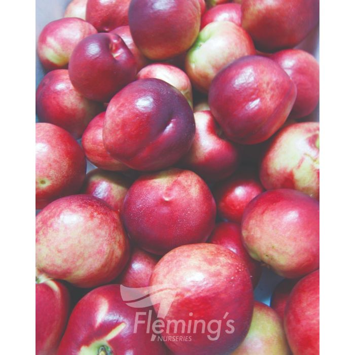 Nectarines Sun Snow