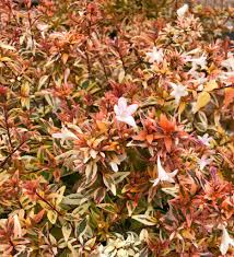 Abelia Grandiflora Suntastic Peach 14cm