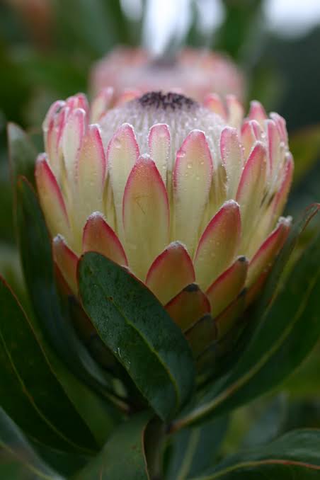 Protea Susara 140mm