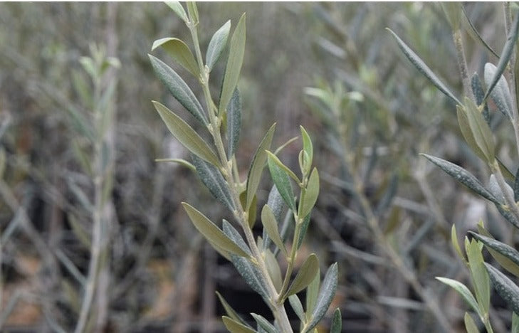 Olea Swan Hill 8lt