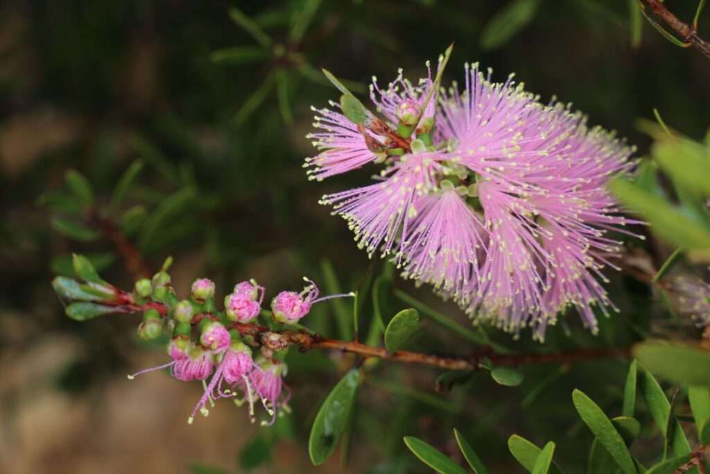 Callistemon Sweet Burst 140ml 2