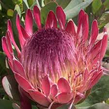 Protea Sylvia 175mm