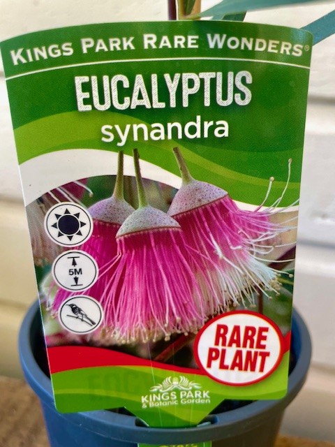 Eucalyptus Synandra 140mm