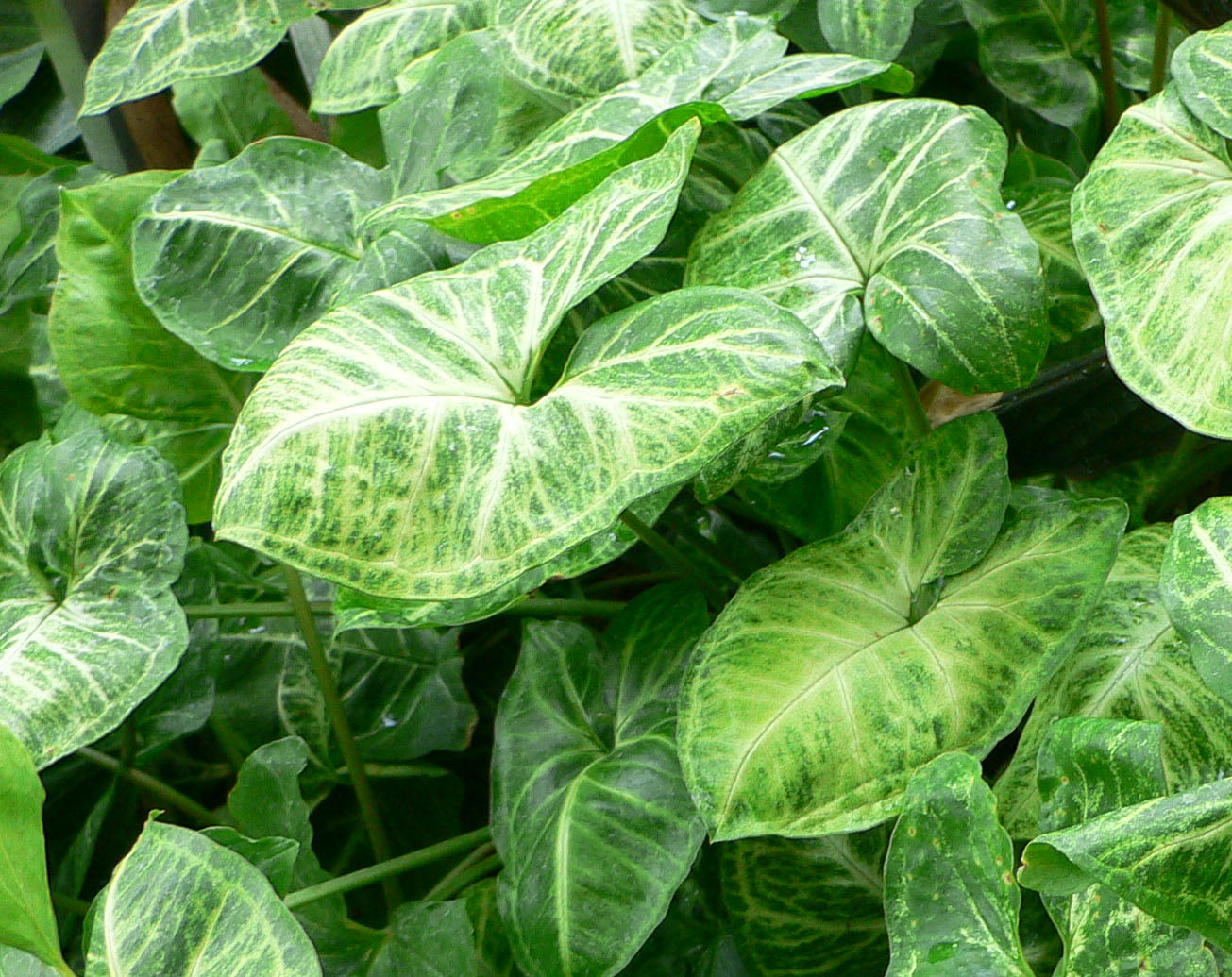 Syngonium 140mm