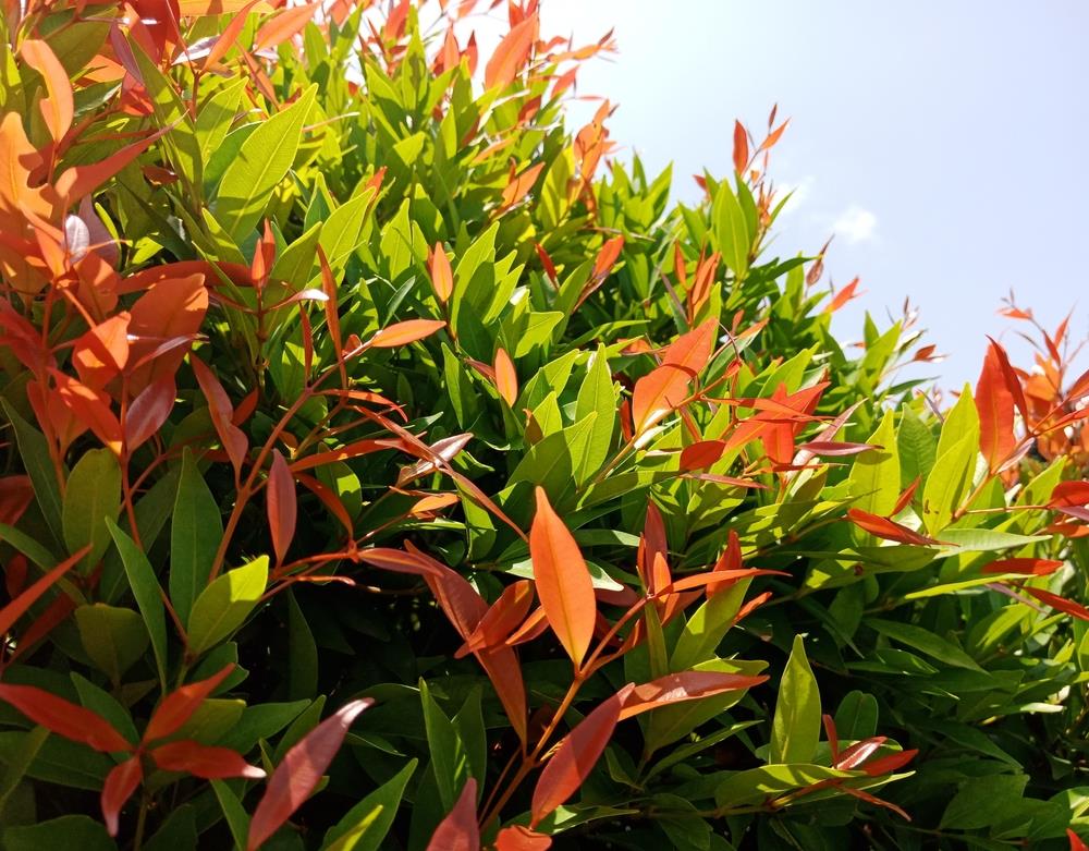 Syzygium Bon Fire 180mm