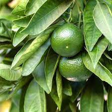 Semi Dwarf Tahitian Lime