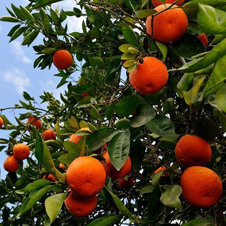 Tangelo Minneola 50lt