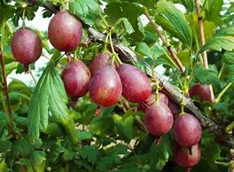 Thornless Gooseberry