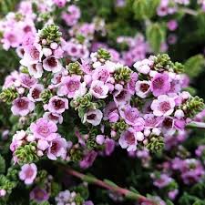 Thryptomene Baeckaecae Prostate 140mm