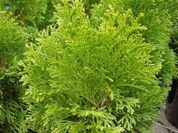 Thuja Orientalis