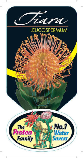 Leucospermum Tiara 140mm