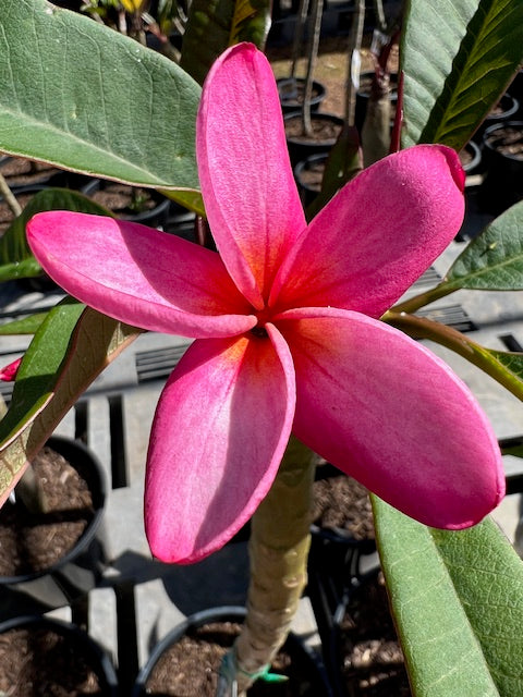 Thomlinson's Pink 18lt