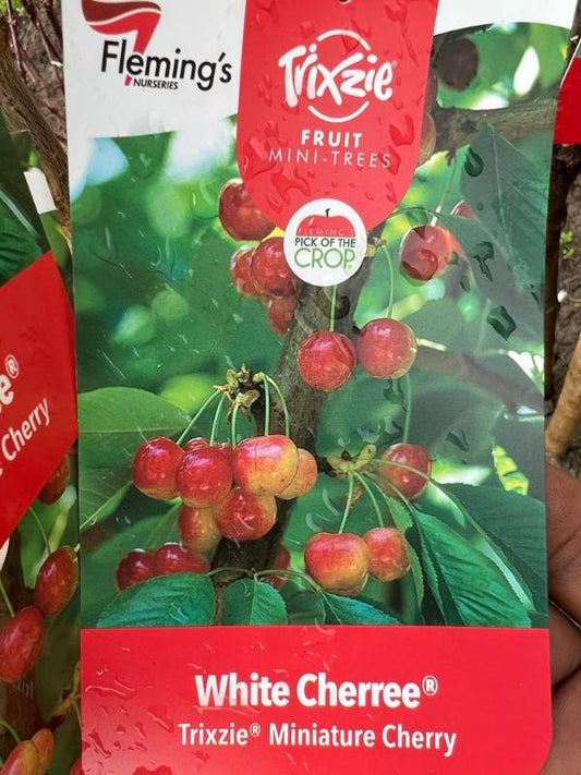 Cherry Trixzie White 50lt
