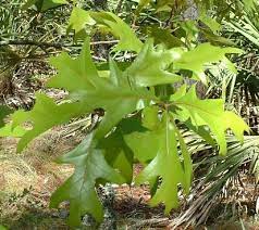 Turkey Oak 18lt