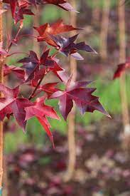 Acer Urban Sunset 50lt