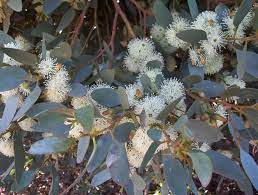 Eucalyptus Utilis 50lt