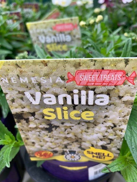 Nemesia Vanilla Slice 140mm
