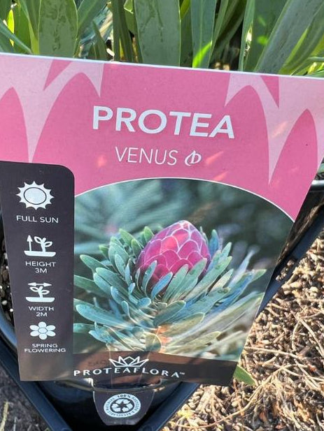 Protea Repens Venus 175mm