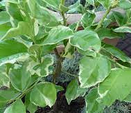 Variegated Eureka 200ml