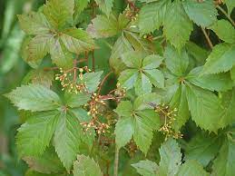 Virginia Creeper 200mm 2