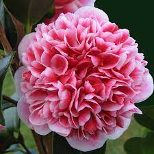 Camellia Volunteer 5lt