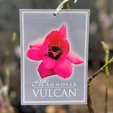 Magnolia Vulcan 18lt 2