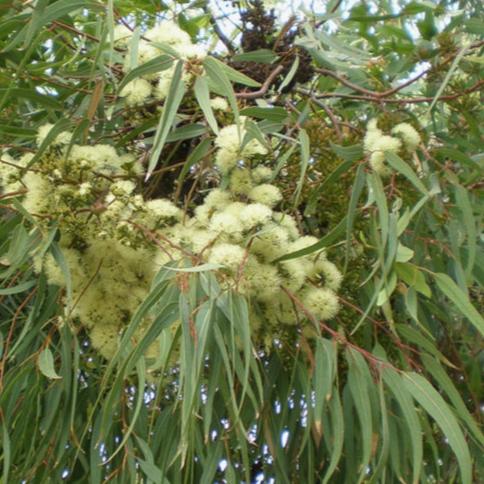 Eucalytpus Wandoo 18lt