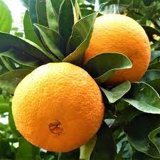 Washington Navel