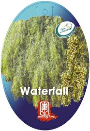 Acacia Cognata Waterfall