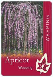 Prunus Mume Weeping Apricot 50lt