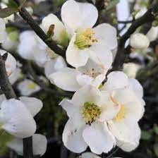 Cornus Florida Alba White Flowering 20cm