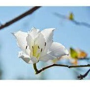 Veriegata Alba