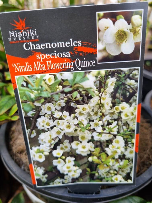 Nivalis White Quince 8lt