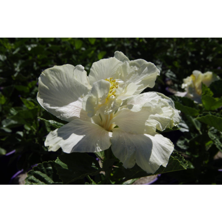 White Kalakaua 8lt