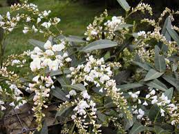 Hardenbergia White Out 140mm