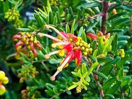 Grevillea Winter Flame 140mm