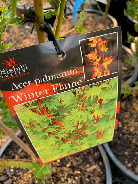 Acer Palmatum Winter Flame 12lt