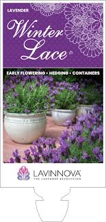 Lavandula Winter Lace 140mm