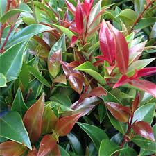Syzygium Winter Lights 5lt