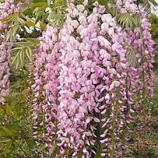 Wisteria Pale Pink 200mm