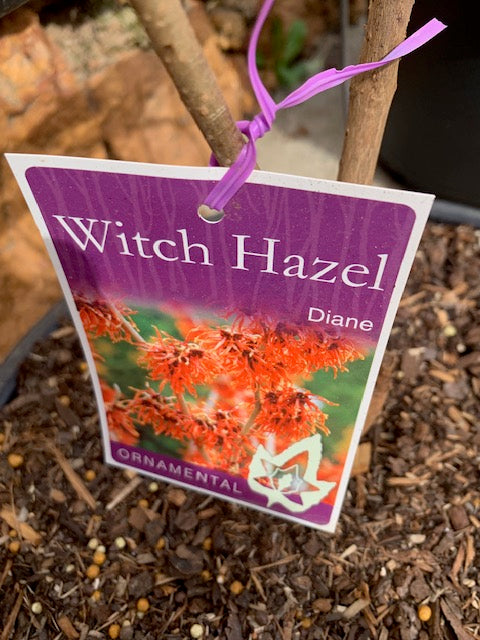 Hamamelis Diane 18lt