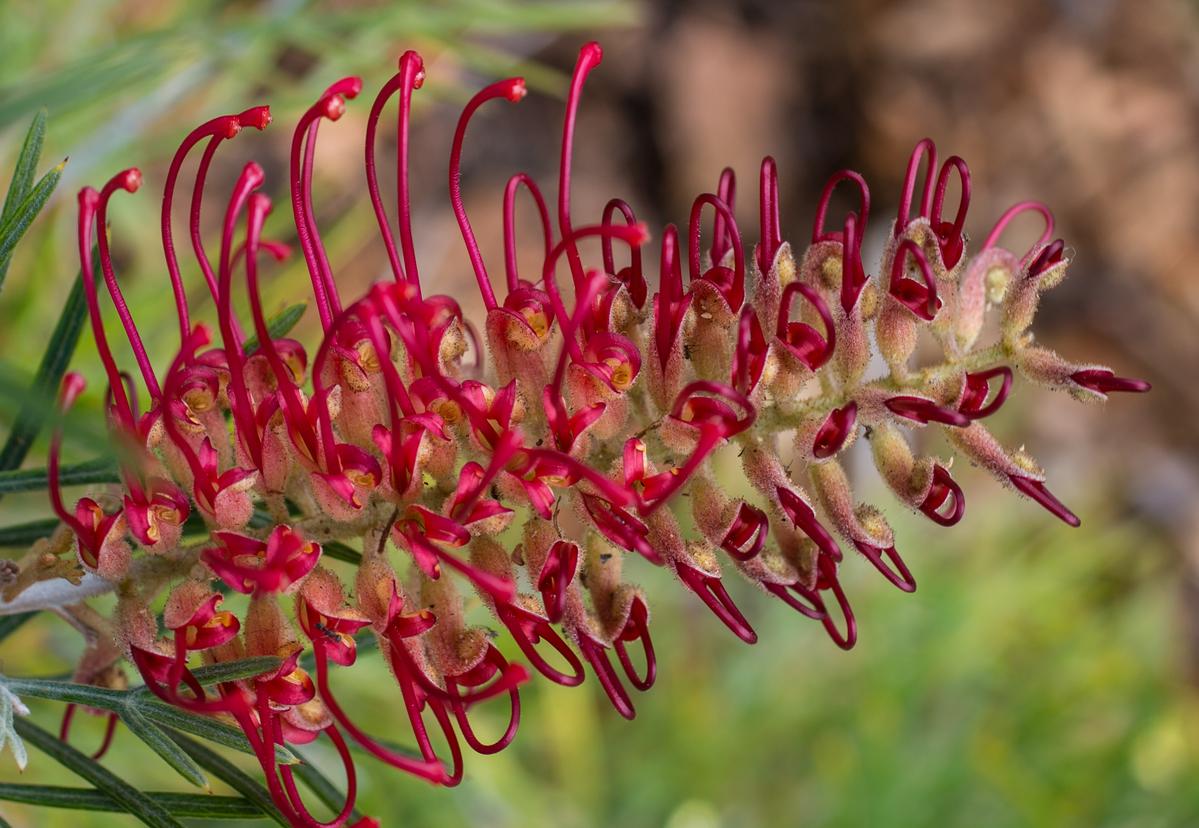 Grevillea Woman Of Spirit 5lt