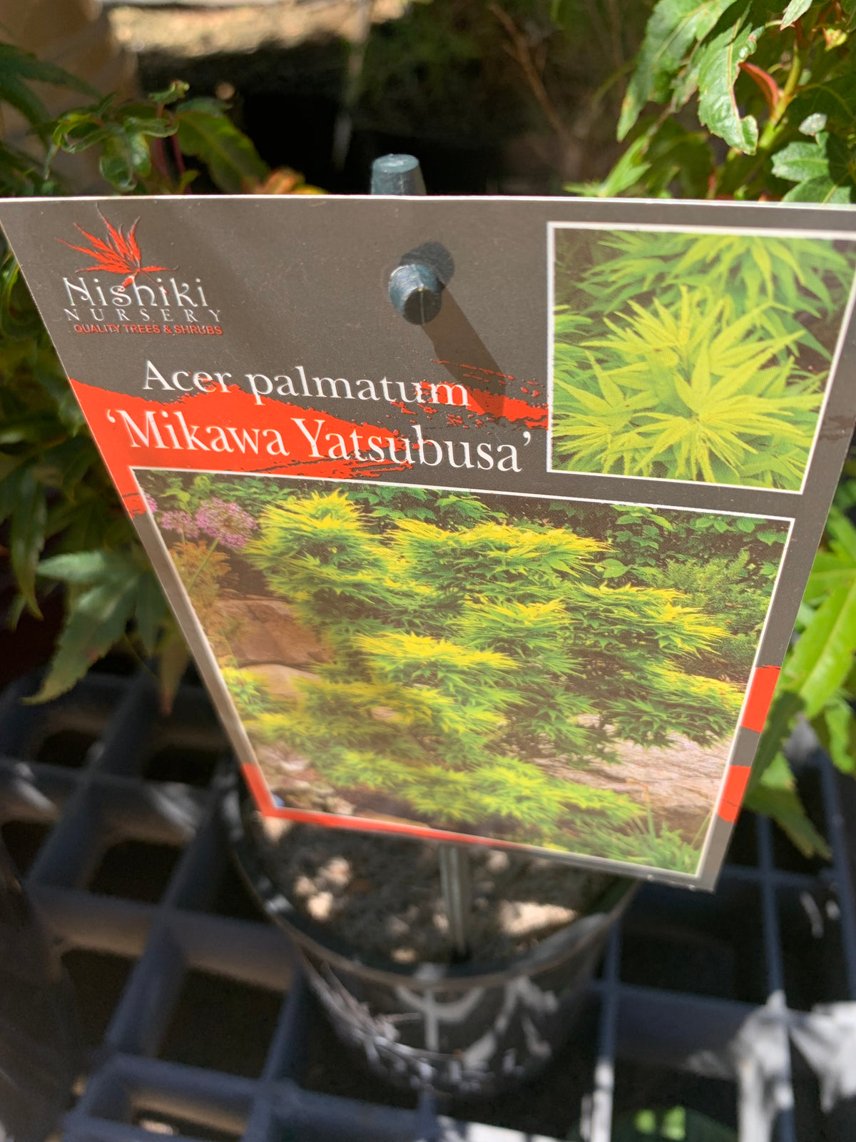 Acer Palmatum Mikawa Yatsabusa 140mm