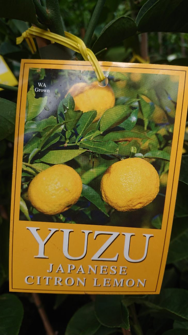 Yuzu Dwarf 24lt