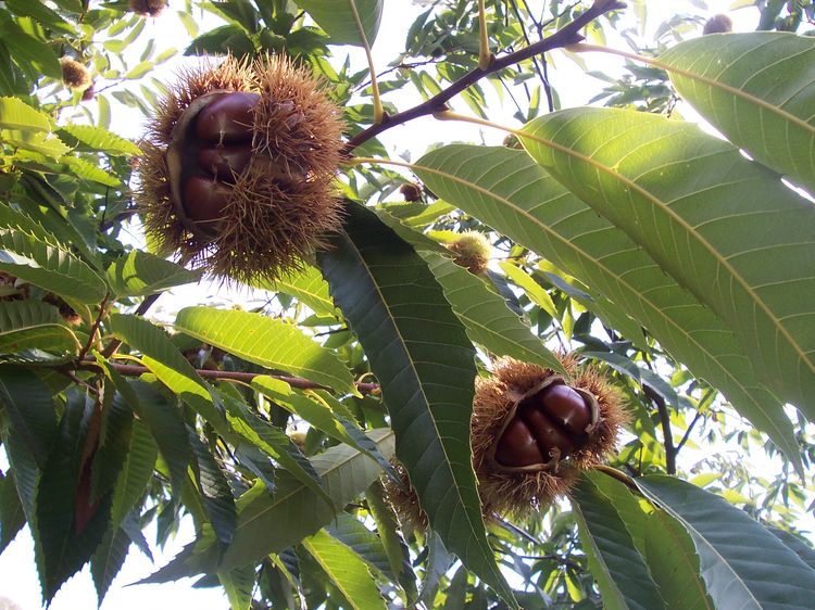 Chestnut - Purdins Pride 18lt