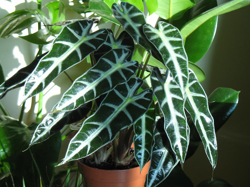 Alocasia Wentii 140mm