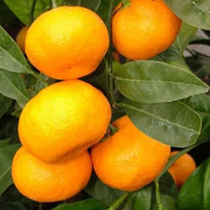 Japanese Seedless