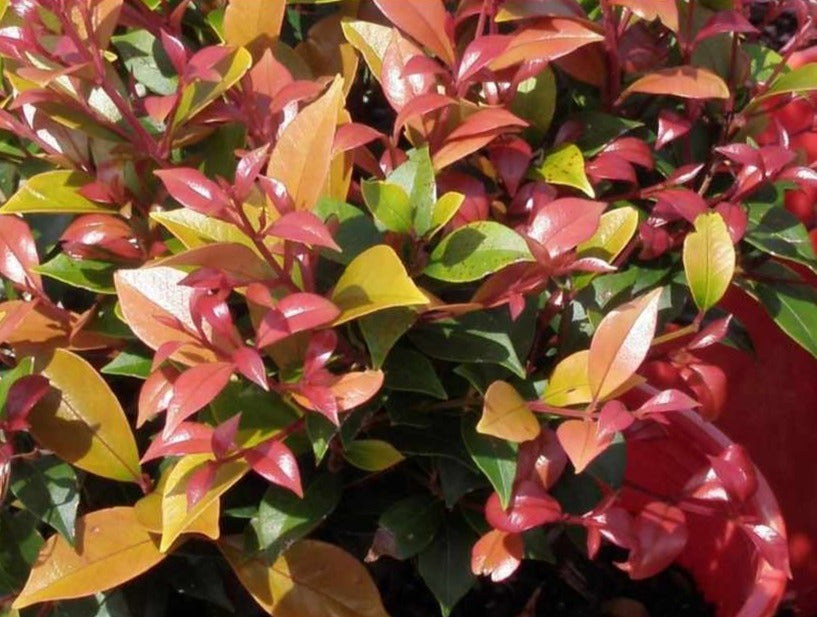 Lilly Pilly Plum Magic 180mm