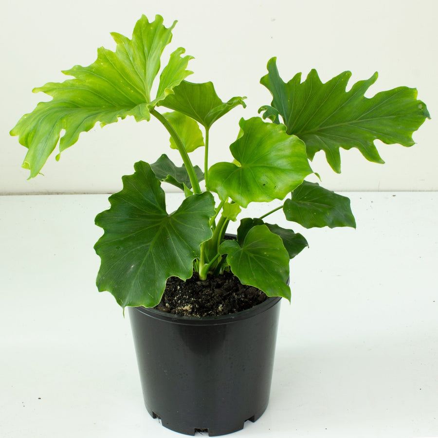 philodendron selloum compacta Philodendron Compactum